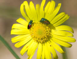 Image of Pasture Splendour Beetle