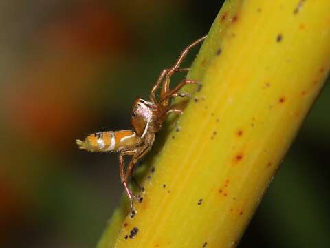 Image of Green Ant-hunter Spider