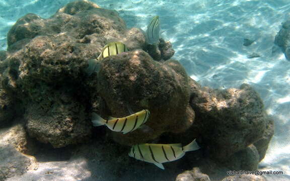 Image of Convict Surgeonfish