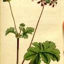 Image of Pelargonium bicolor (Jacq.) L'Her.