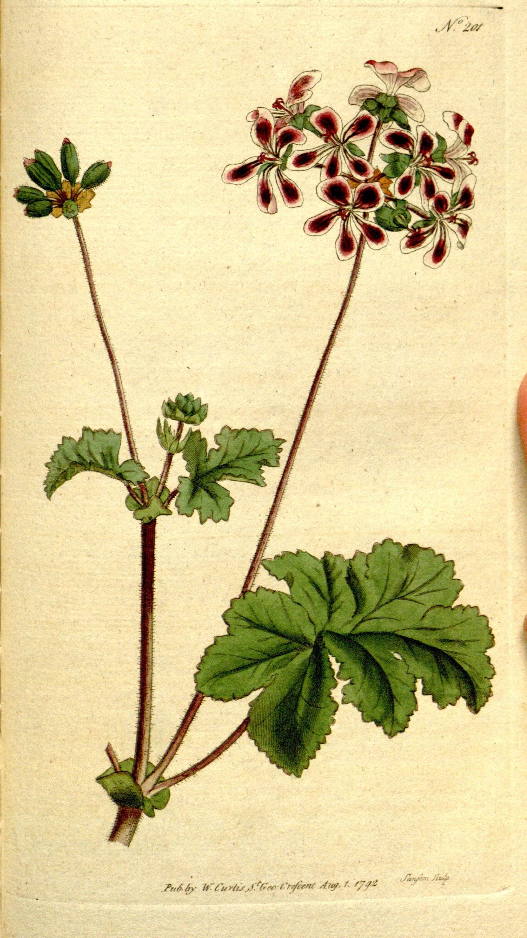 Image of Pelargonium bicolor (Jacq.) L'Her.