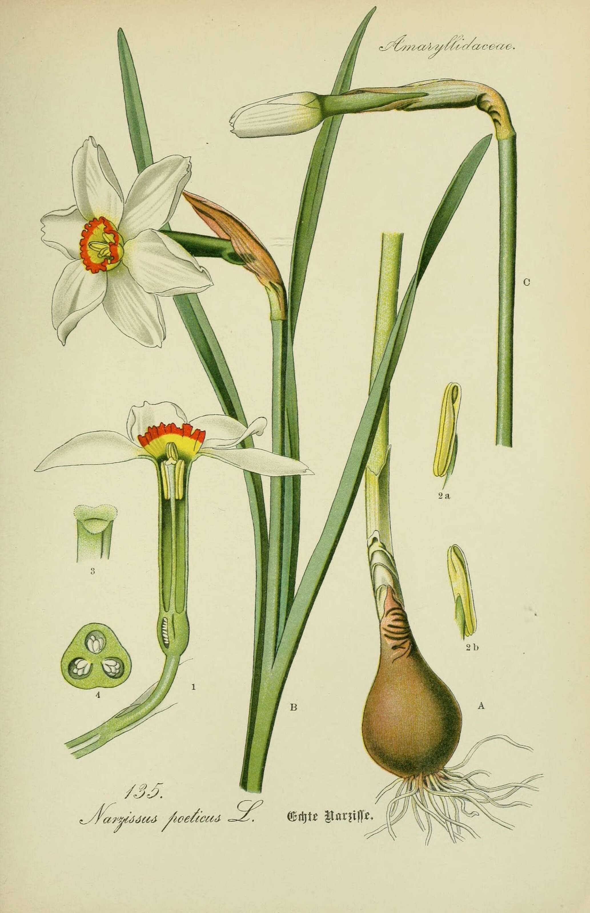 Image of daffodil