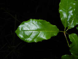 Sivun Terminalia costaricensis (Stace) Gere & Boatwr. kuva