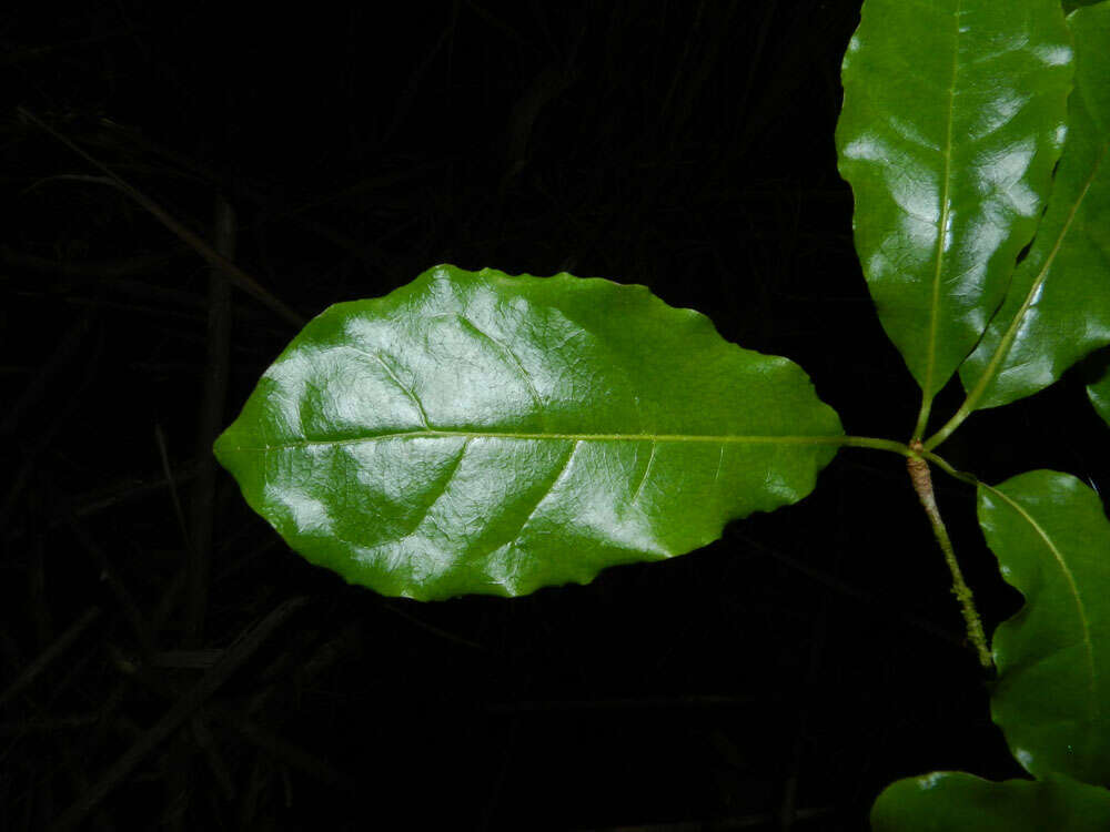 Sivun Terminalia costaricensis (Stace) Gere & Boatwr. kuva