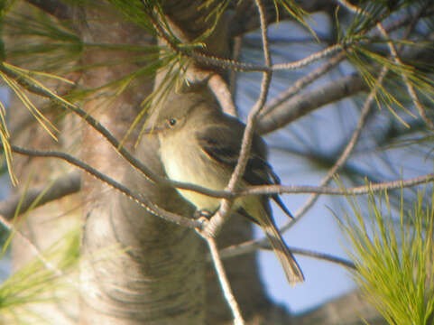 Image of American Grey Flycatcher