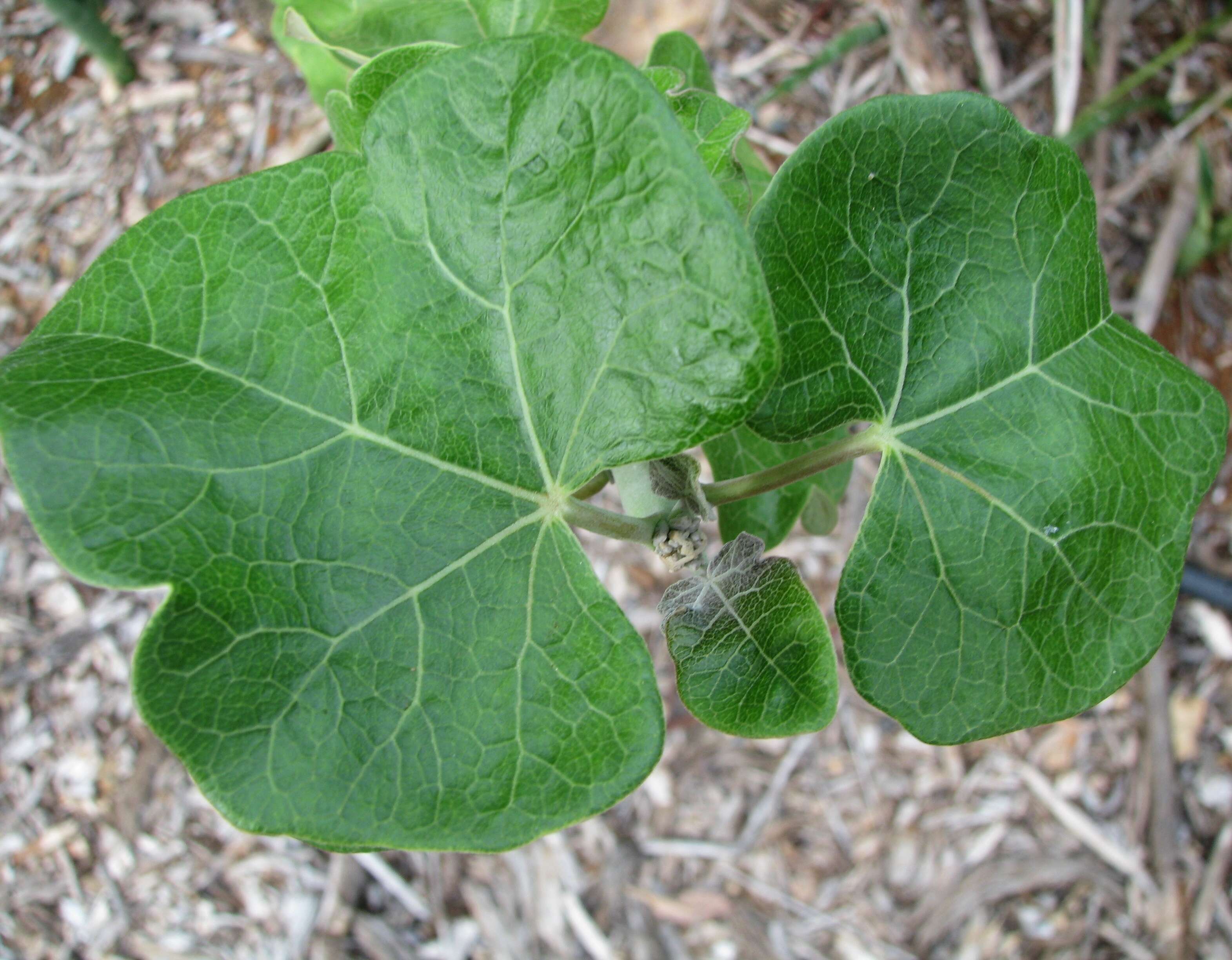 Imagem de Jatropha cinerea (Ortega) Müll. Arg.