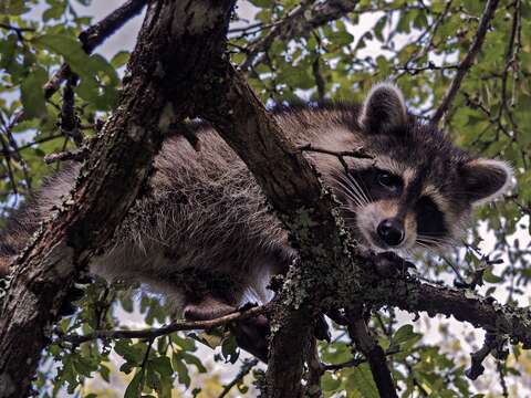 Image of Raccoons
