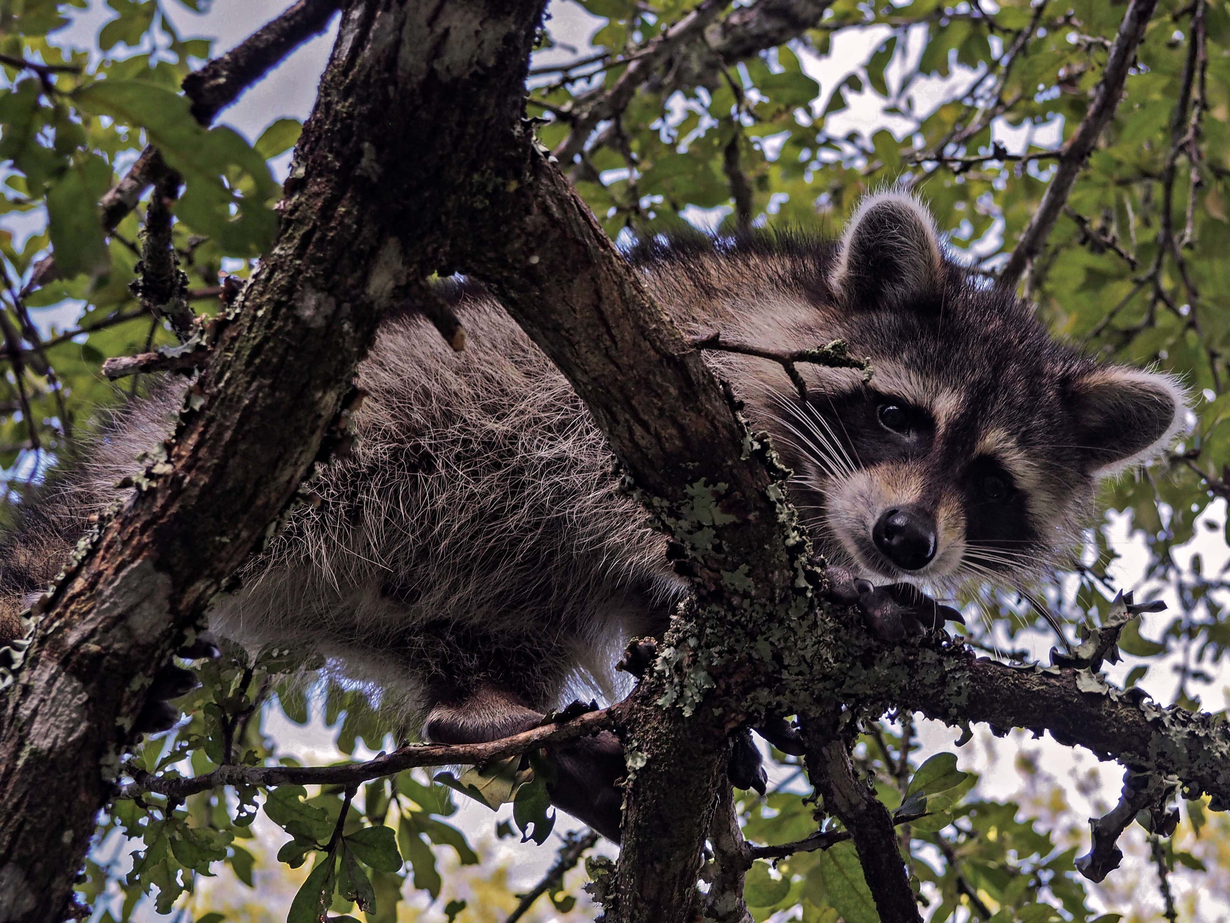 Image of raccoons