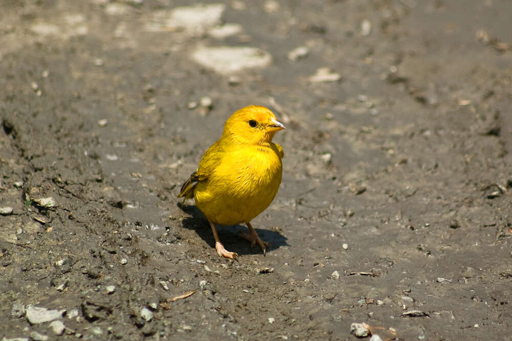 Image of Saffron Finch