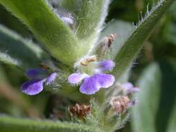 Image of Ajuga australis R. Br.