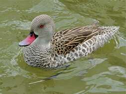 Image of Cape Teal