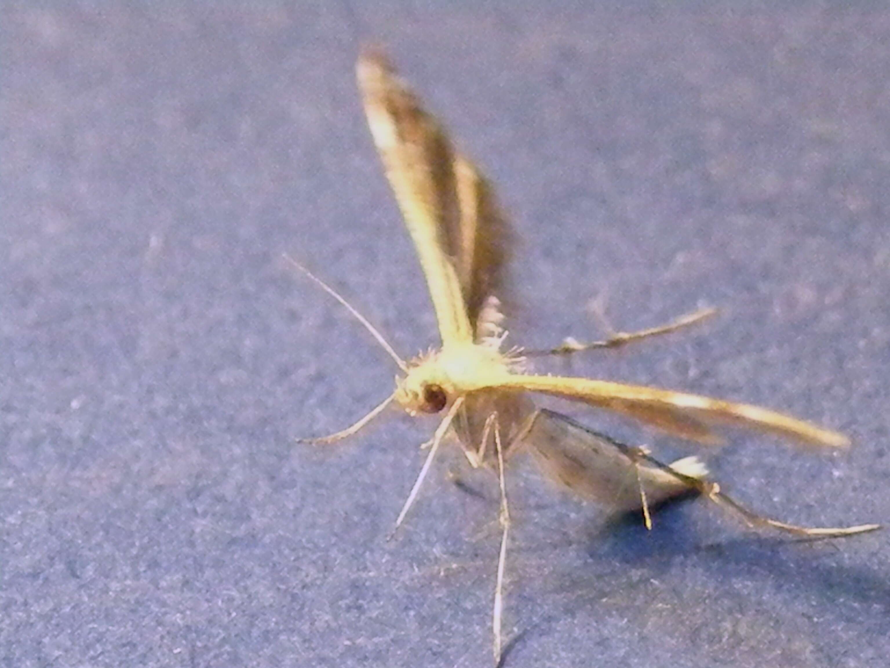 Image of Pterophoroidea