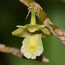 Image of Dendrobium kentrophyllum Hook. fil.
