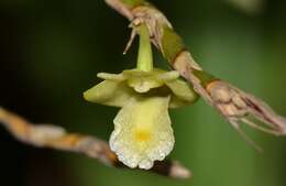 Imagem de Dendrobium kentrophyllum Hook. fil.