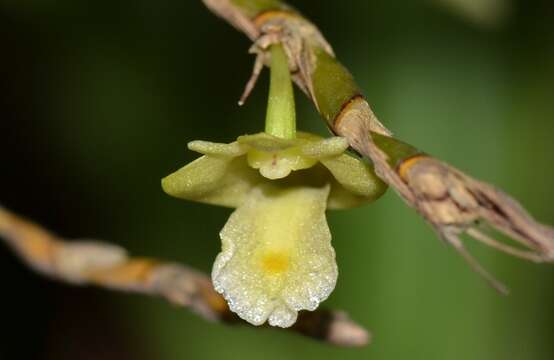 Image of Dendrobium kentrophyllum Hook. fil.