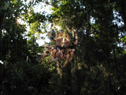 Image of Araneus