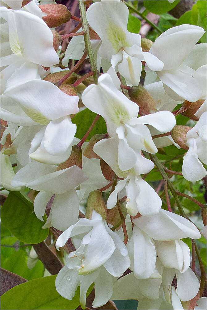 Image of black locust