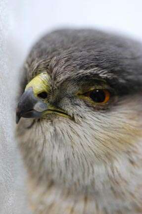 Image of Cooper's Hawk