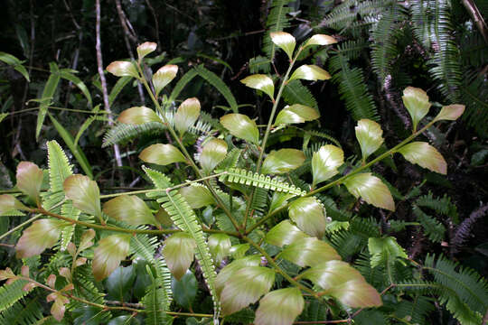 Image de Phyllocladaceae