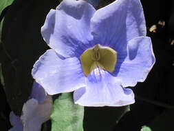 Image of Bengal clock vine