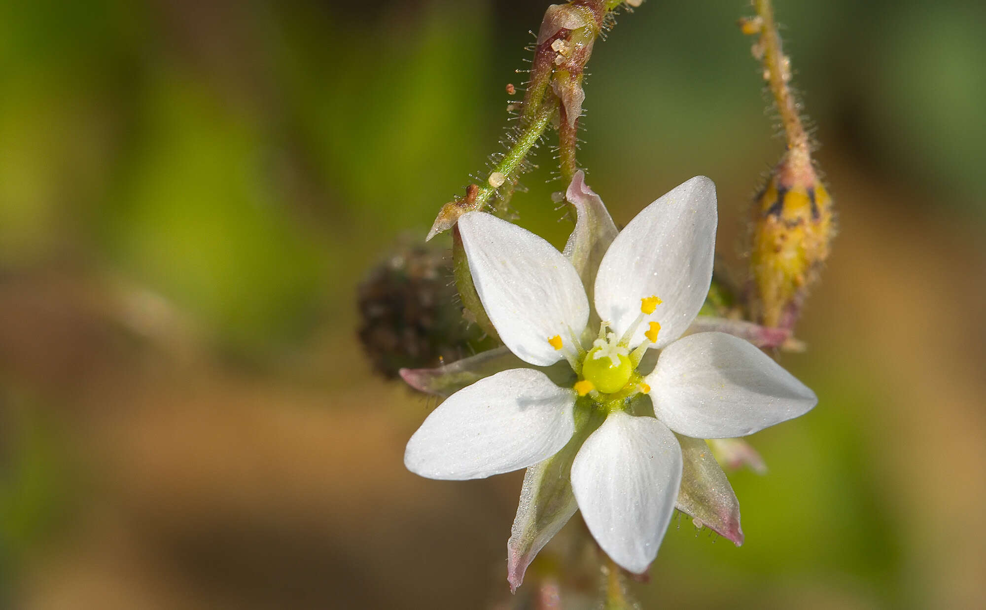 Image of corn spurrey