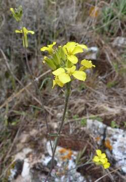 Image of Erysimum nevadense Reut.