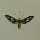 Image of Thyrassia penangae Moore 1859
