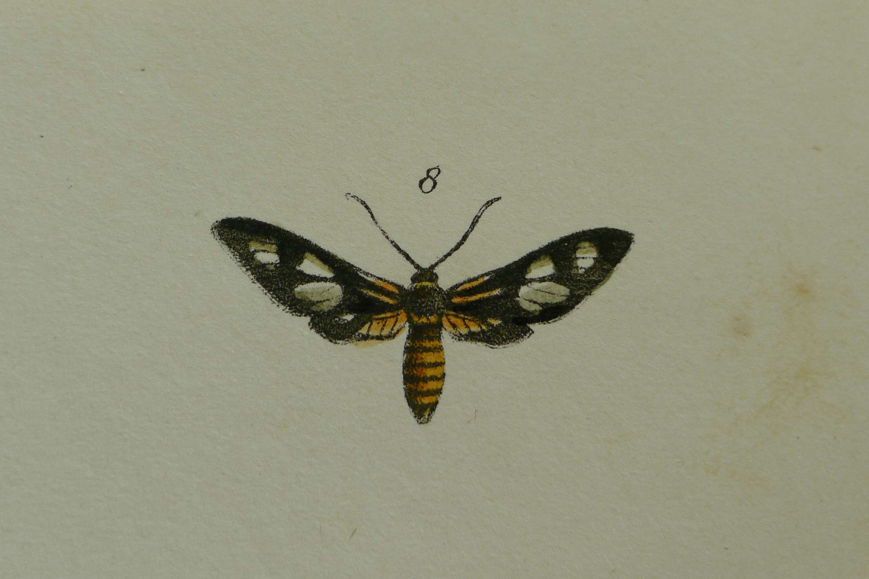 Image of Thyrassia penangae Moore 1859