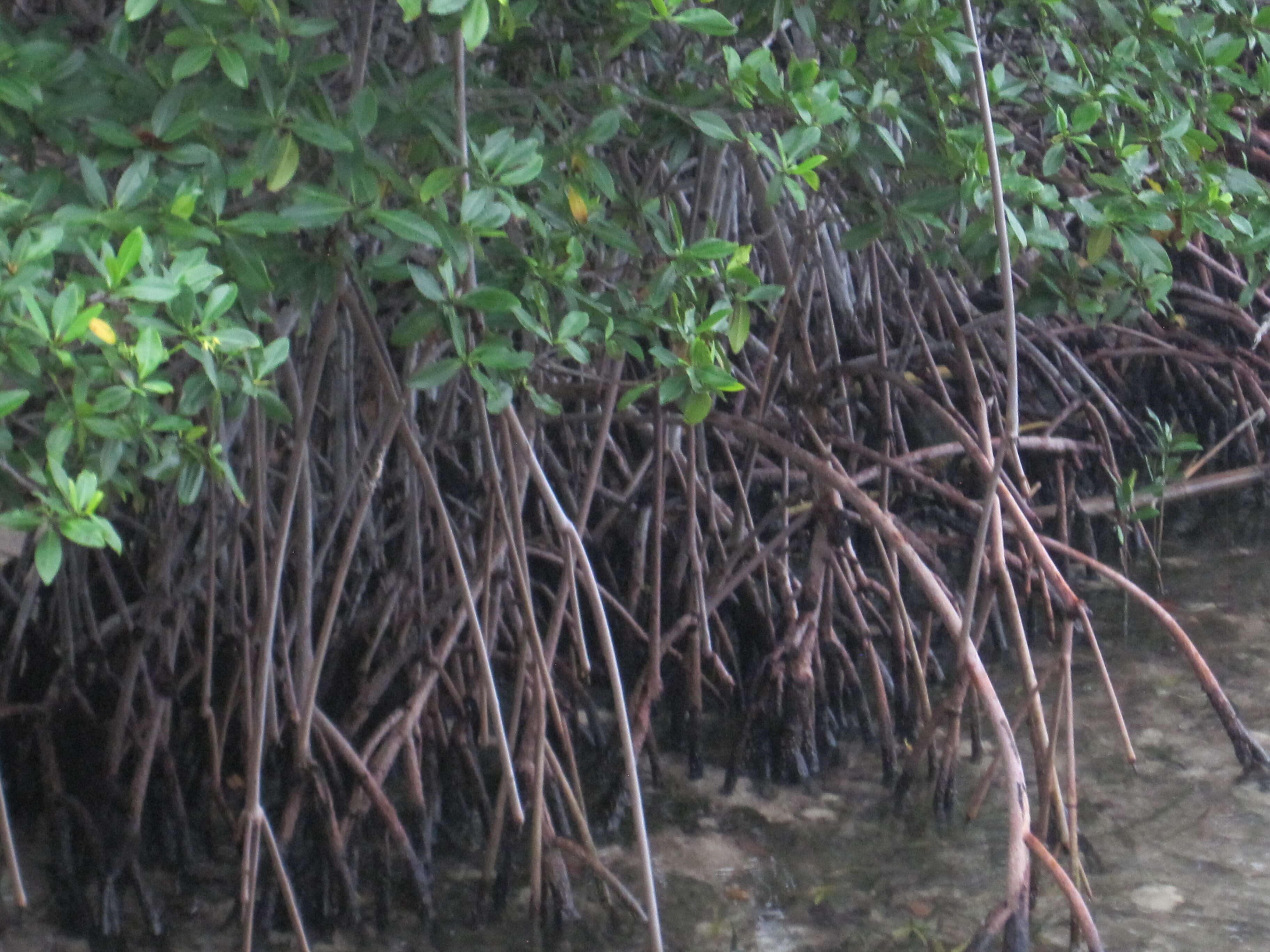 Image of mangrove