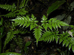 Слика од Paullinia serjaniifolia Triana & Planch.