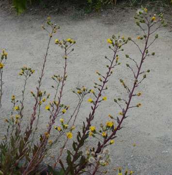 Image of smooth hawkweed