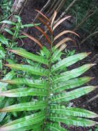 Image of leatherfern