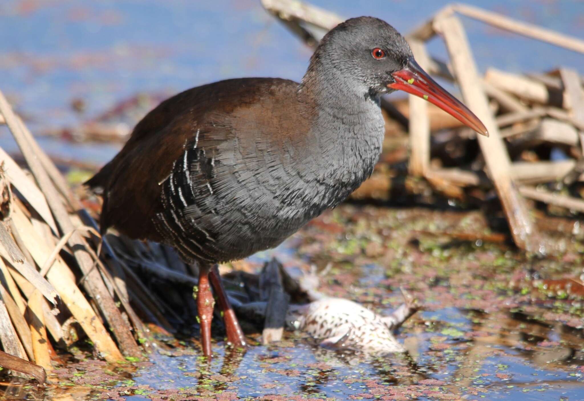 Image of African Rail