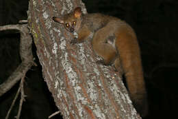 Image of Brown Greater Galago