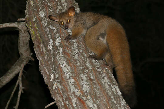 Image de Galago à queue touffue