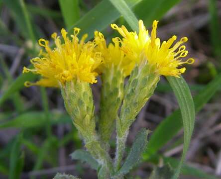 Image of goldenbush