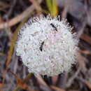 Image of Trachymene composita (Domin) B. L. Burtt