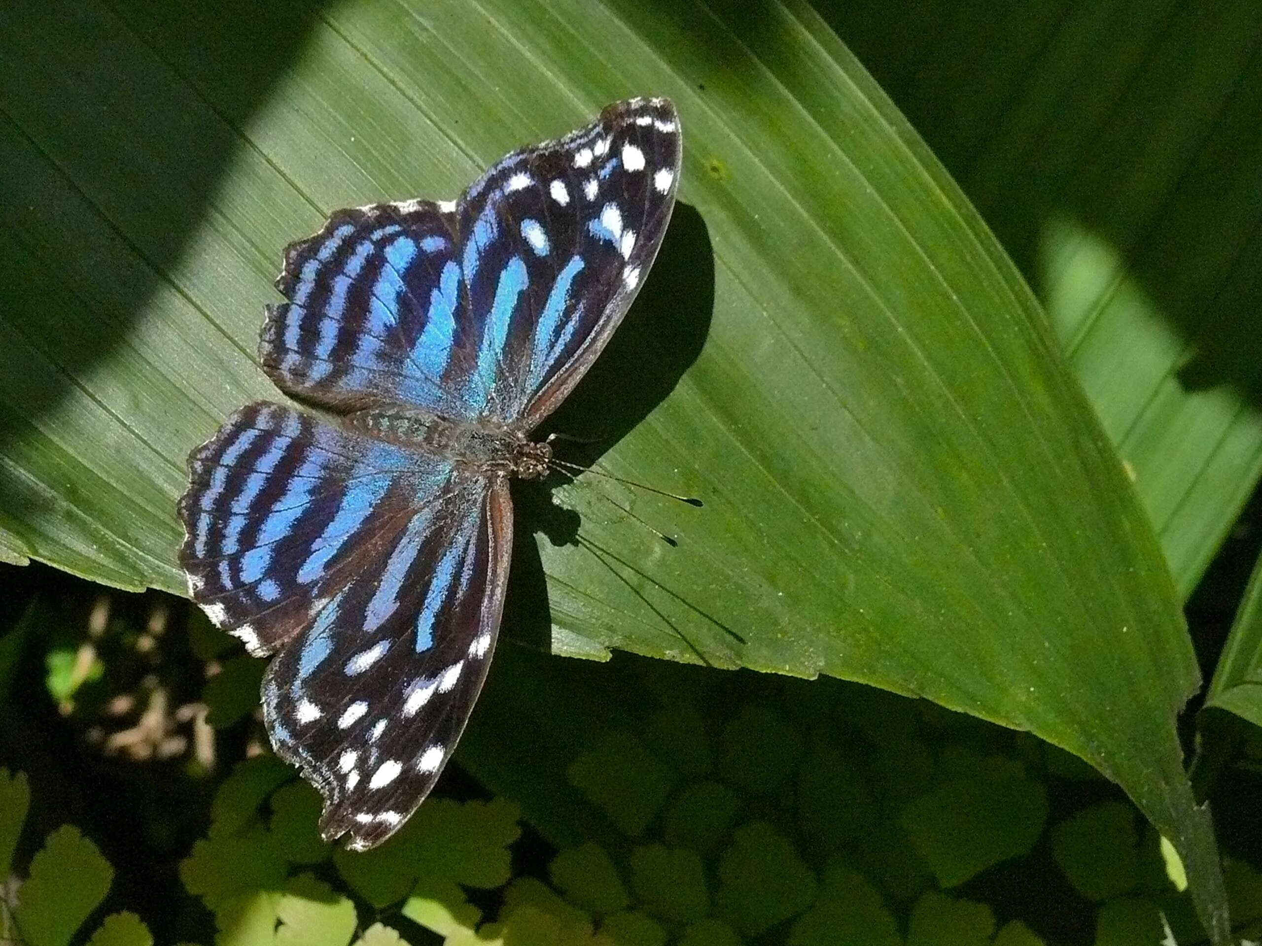 Image of Mexican Bluewing