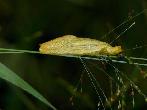 Image of Elisolimax Cockerell 1893