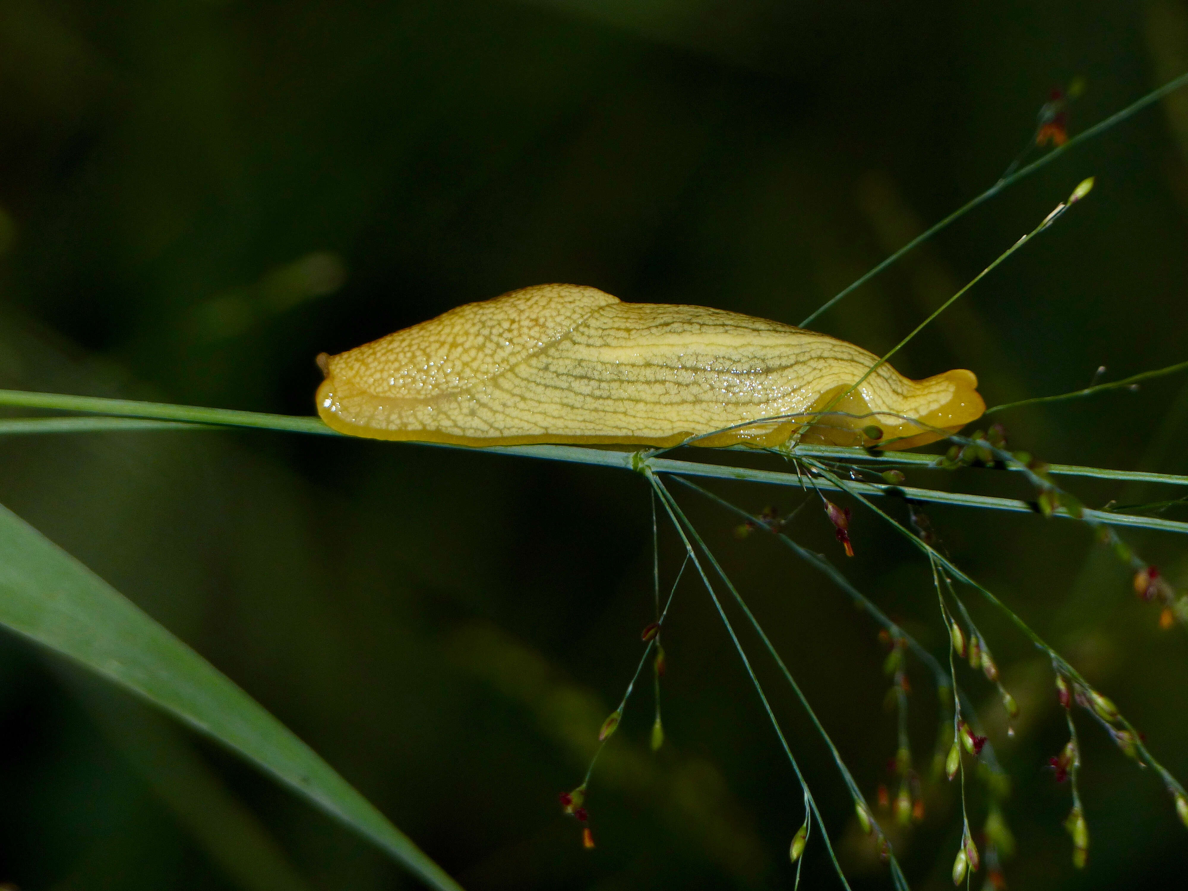 Image of Elisolimax Cockerell 1893