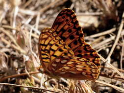 Image of Greater Fritillaries