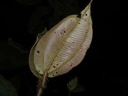 Image of Miconia paleacea Cogn.