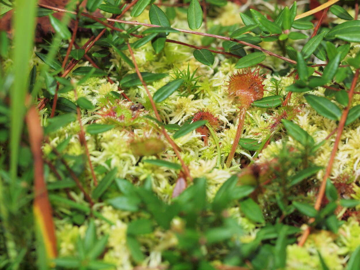 Image of Sundews