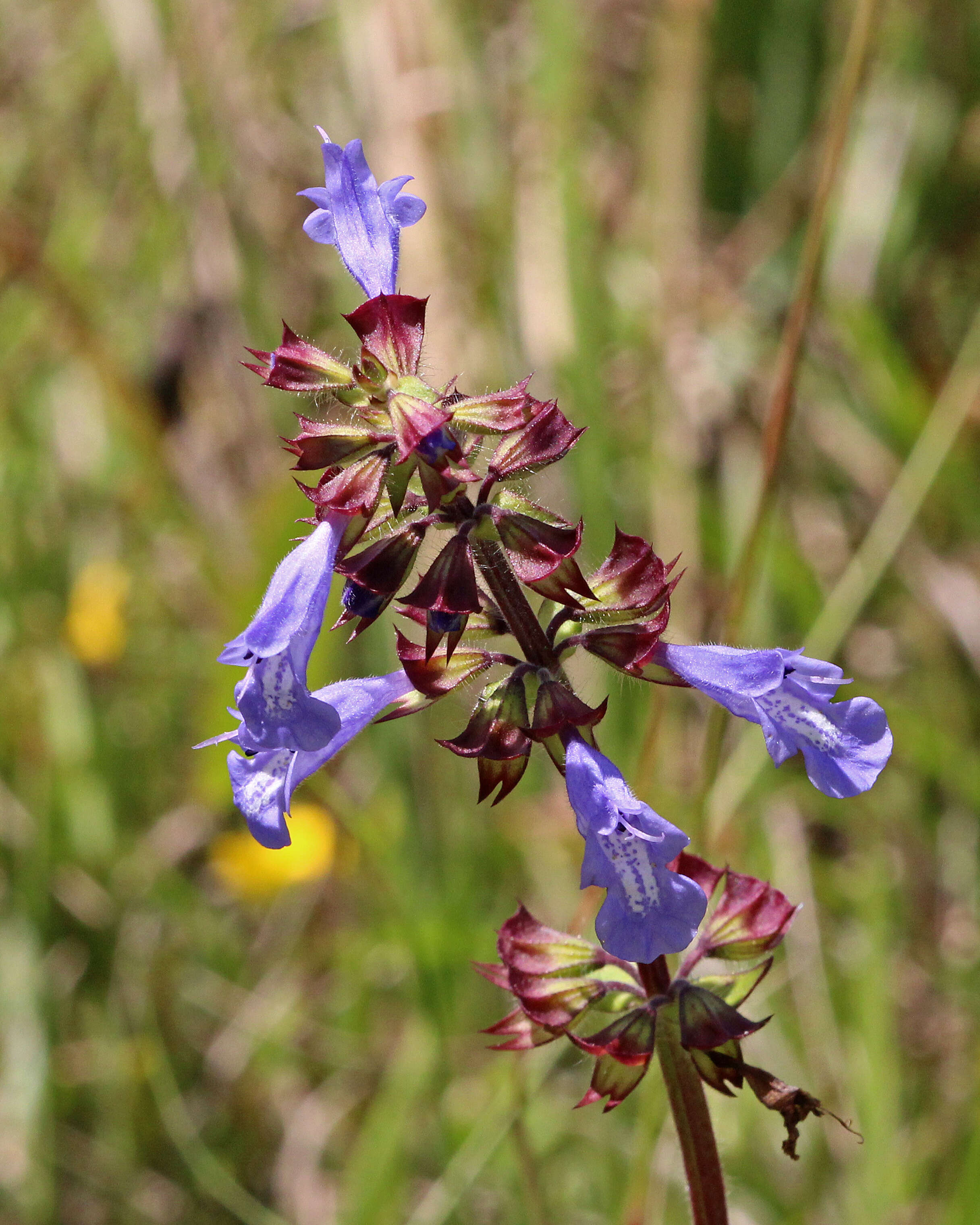 Imagem de Salvia lyrata L.