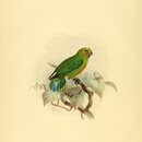 Image of Yellow-capped Pygmy Parrot