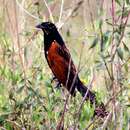 Image of African Black Coucal
