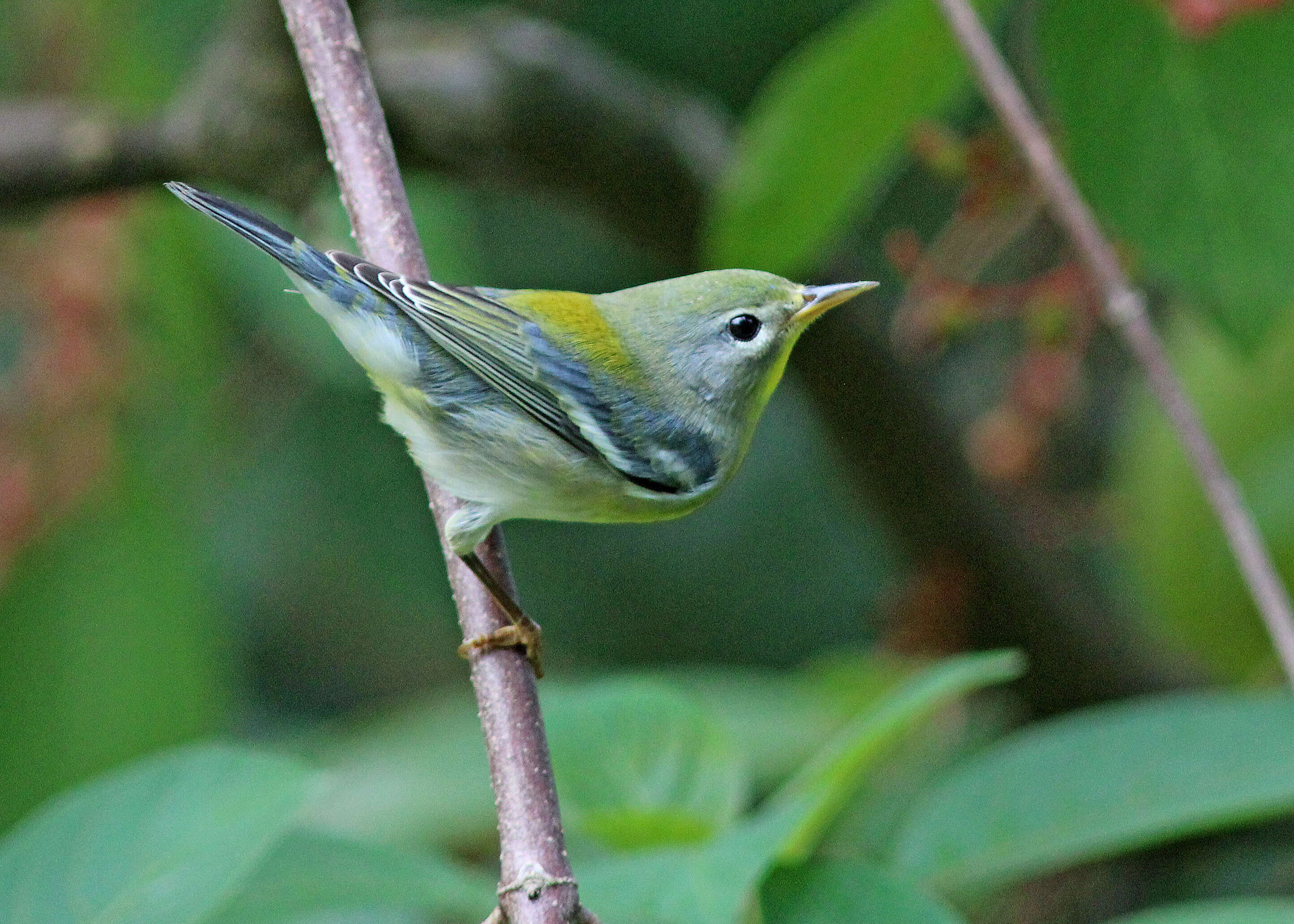 Image of Setophaga Swainson 1827