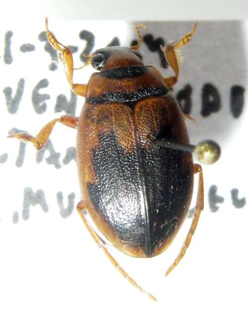 Image of squeak beetles
