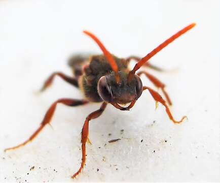 Image of Nomada ruficornis (Linnaeus 1758)