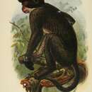 Image of Red-capped Monkey